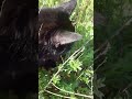 #милыйкотик #cat #catshorts #забавныеживотные #врекомендации #наютубе #shorts