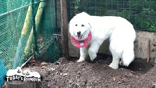 目を離すと直ぐに泥足になってしまうルンルンです　Great Pyrenees　グレートピレニーズ