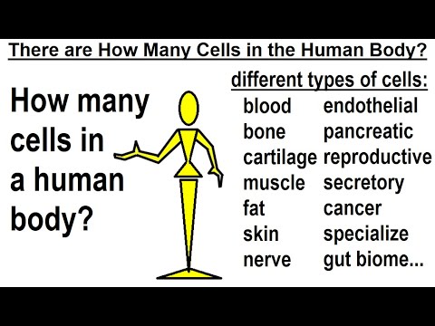Wideo: W wielu organizmach komórkowych?