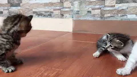 Watch the video about Kucing Bengal Mix Persian Himalayan Baby