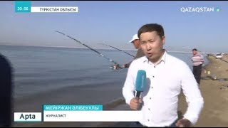 картинка: Шардара - туризм бренді. Мейіржан Әлібекұлы «Safari Шардара» фестивалі туралы