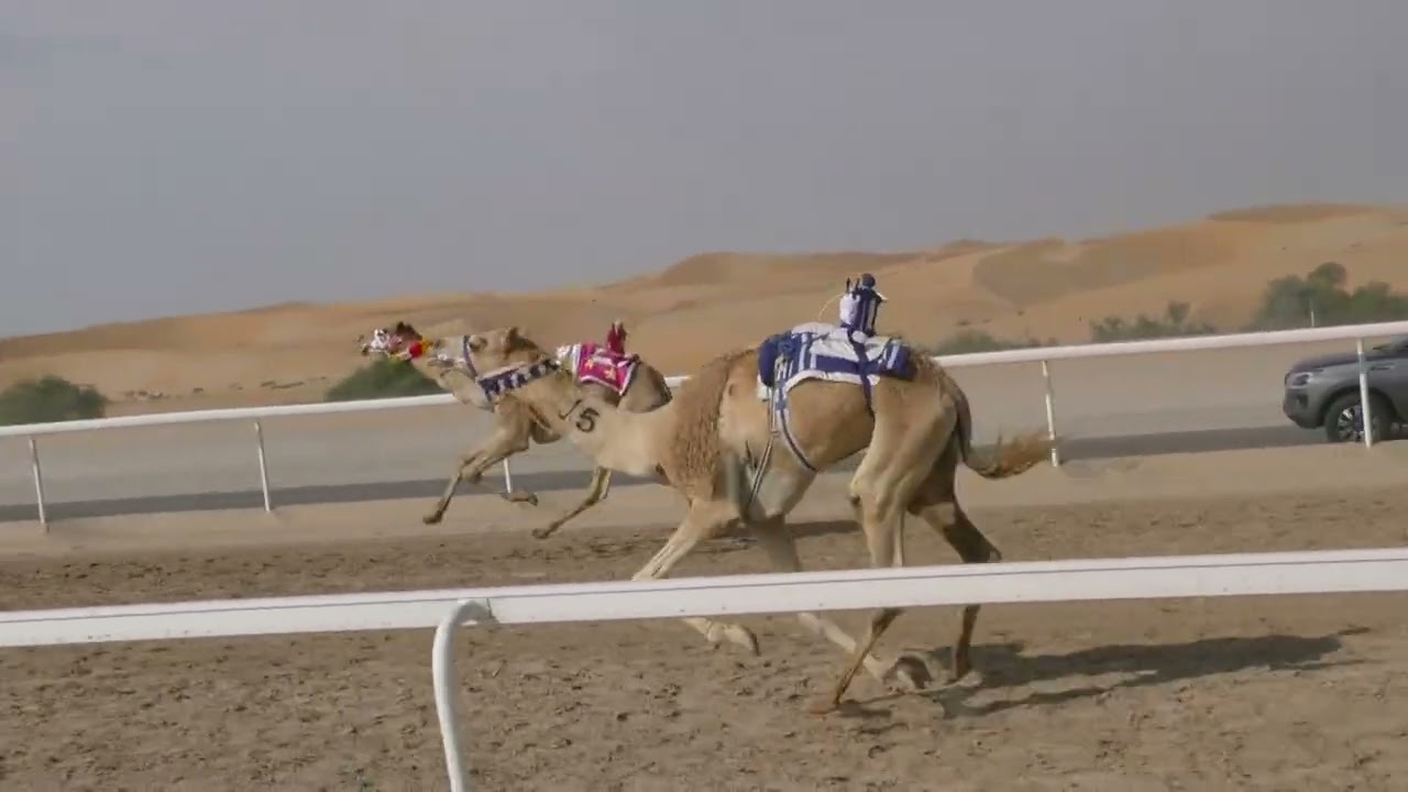 الشوط 8(كفو)للسيد: سلطان ناصر القصيلي المنصوري  توقيت 12:50