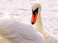 SWANS