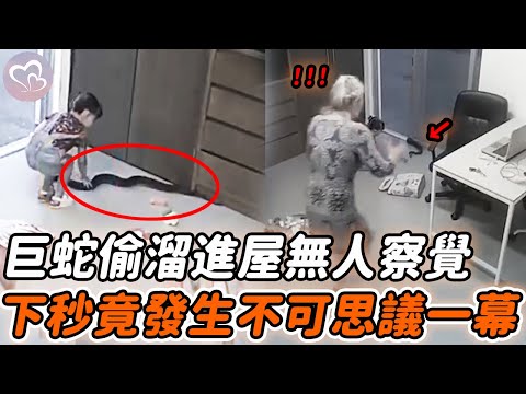 2米長蛇偷溜進屋，懵懂女孩伸手去摸，下秒發生的事讓人不可思議…#暖心  #正能量 #淚目 #生活 #溫暖 #社會新聞 #感人 #感動 #暖心時刻 #感人一幕 #監控下的一幕