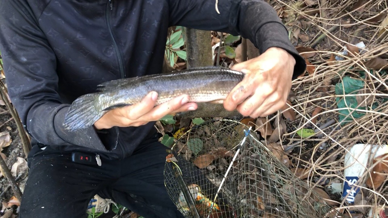 Fish Catching Net Simple Catching Snakehead Fish Using Simple Net Traps | BIG CATCH – Net Trap ...