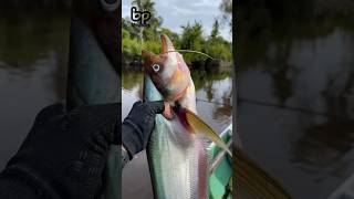 MEMANCING #fishing #strike #casting #fishinglife #fishingvideo