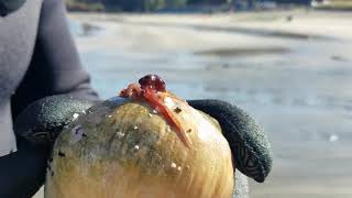 Diver Discovers Baby Octopus Hidden Inside a Seashell - 1045543