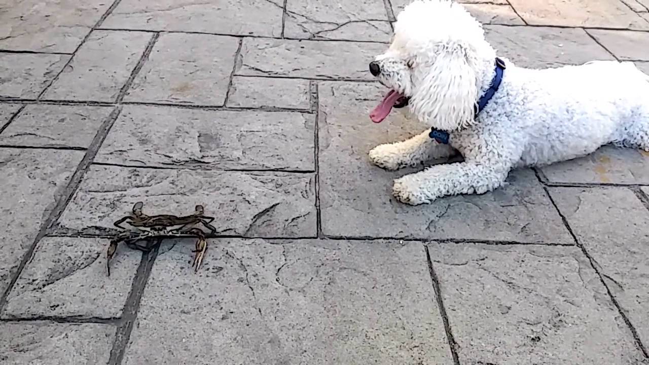 camera iphone 8 plus apk Copy of Odin makes a new friend