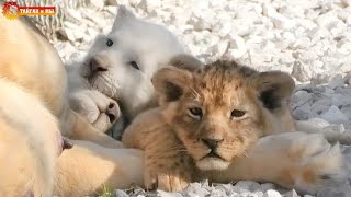 Желток, Белок и Яйко - разноцветные львята Лейлы. Тайган. Multi-colored lion cubs. Taigan.