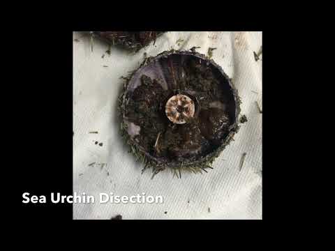 Prince Victor Dissection Sea Urchin