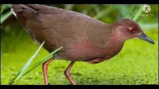 Tiếng Mắt Đỏ Đang Ăn Chim Mạnh