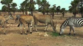 safari zoo Mallorca