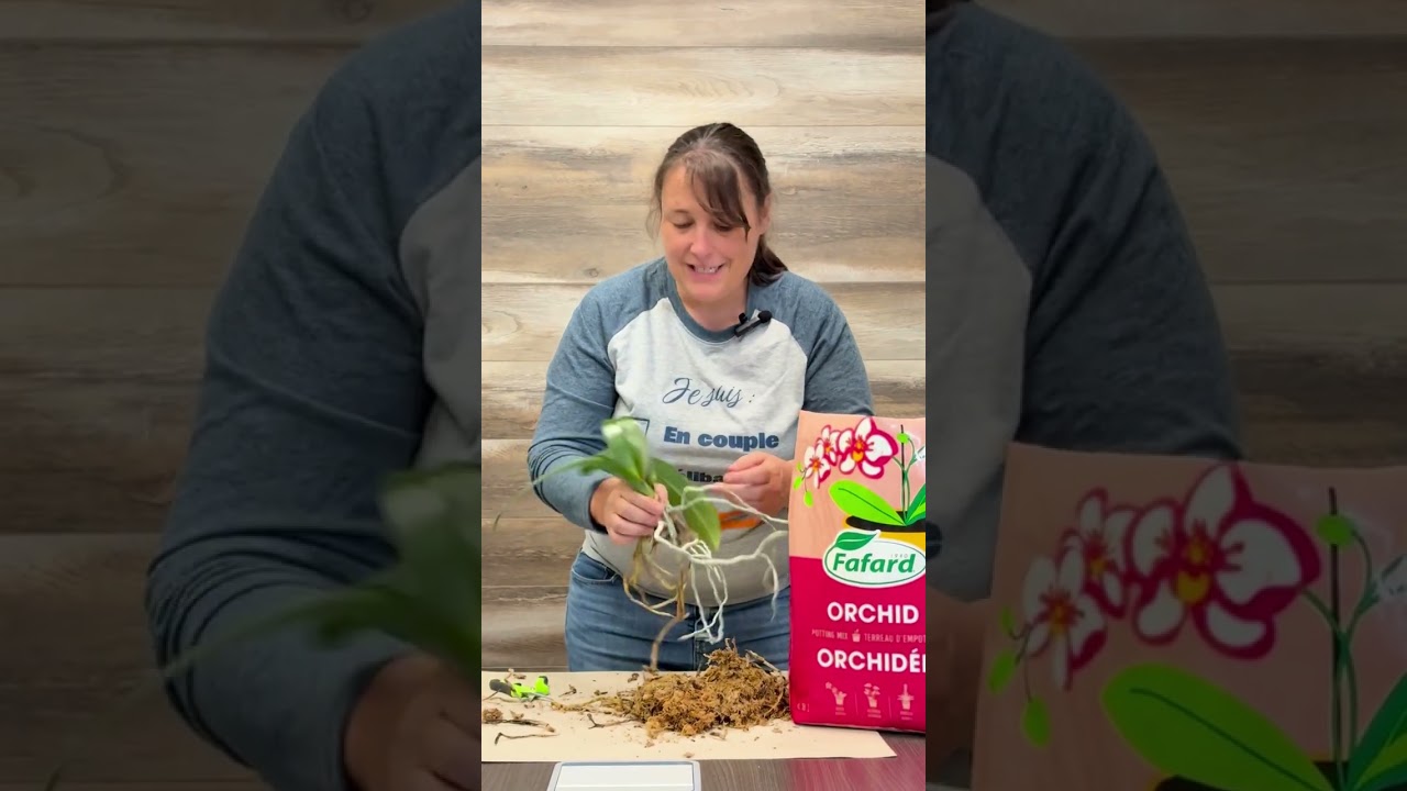 Comment rempoter une orchidée en quelques étapes faciles