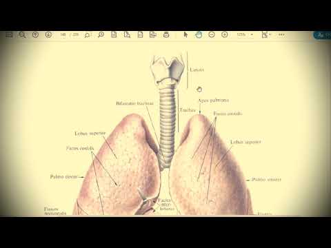 Анатомия с АВ. Бронхи (bronchi), легкие (pulmones), плевра (pleura) и средостение (mediastinum).