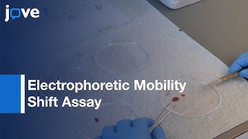 (EMSA): Study of RNA-Protein Interactions: The IRE/IRP Example
