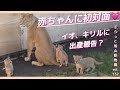 開園前に帰る予定が帰らないイオとライオンの赤ちゃんに遭遇!vol.132@旭山動物園/lion babys are planning to go home before the park opens