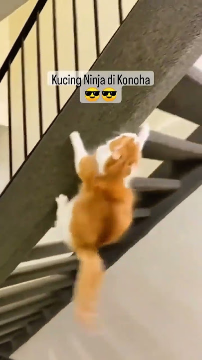 Kucing lulusan akademi konoha