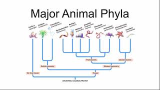 Major Animal Phyla