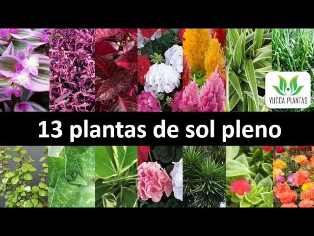 13 plantas de sol pleno: dicas de plantas lindas e fáceis de cultivar! -  thptnganamst.edu.vn