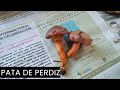 Pata de perdiz ( Chroogomphus rutilus).