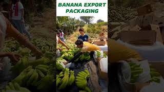 How Banana Export Packaging Done?  #kdsushma #exportbusiness