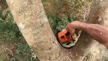 thạch lộc ninh # xả tàn cây tốc độ. 0911003106.stilh ms 250