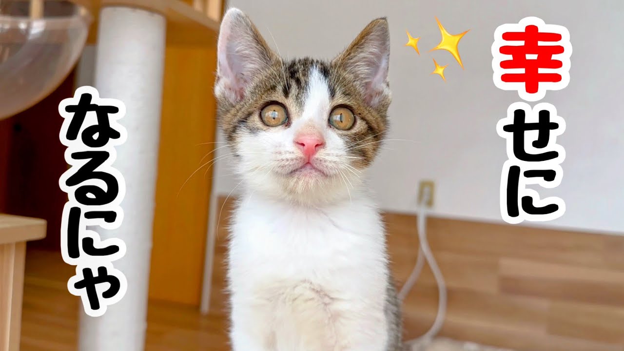 【里親決定】独りで4日間 鳴き続けた子猫､最高の家族に出会う‼︎