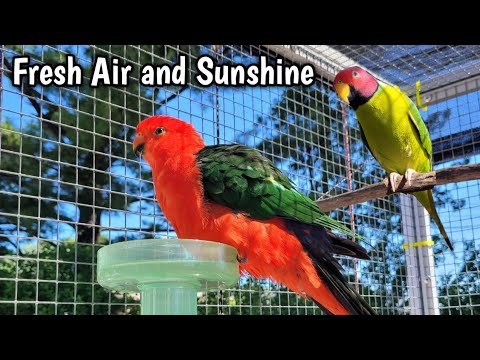 Image showcasing King Parrot and Plum-Headed Parakeet Enjoy The Aviary - YouTube