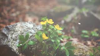 Free No Copyright Spring Nature Flowers Butterflies Sun flares Rock Relaxing Peaceful Background screenshot 4