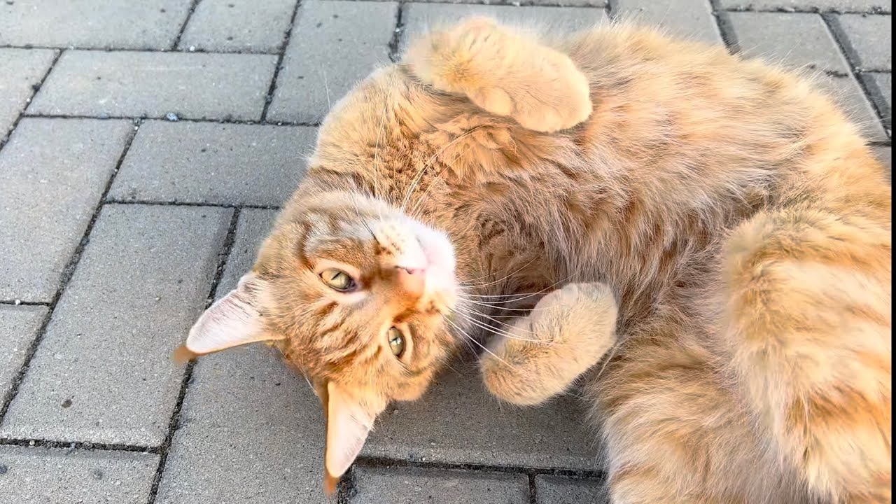 Affectionate cuddly cat 😻 #4k #cat - YouTube