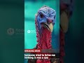 A turkey giving a important news report 🦃