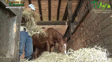 ¿Puede el heno ser demasiado seco para los caballos?