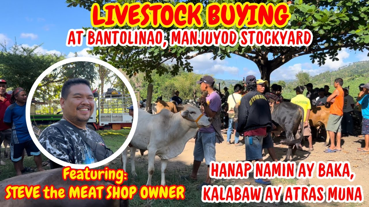 LIVESTOCK BUYING AT BANTOLINAO, MANJUYOD STOCKYARD | FEATURING: STEVE | SOLLE'S GANDANG BUHAY