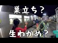 生わかめを食べて和楽を見送った日#120