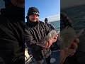 BIG Black Bream!  #fish #fishing #breamfishing #weymouth