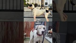 sheeka vs athra kon bana ga champion🏆, dono acha janwar, bully kutta, sheeka bully kutta athra,