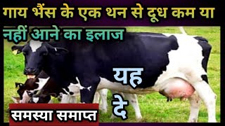 गाय भैंस के एक थन में दूध कम या नहीं आने का इलाज||Cow Buffalo ke ek than mein dudh kam ya nai aana