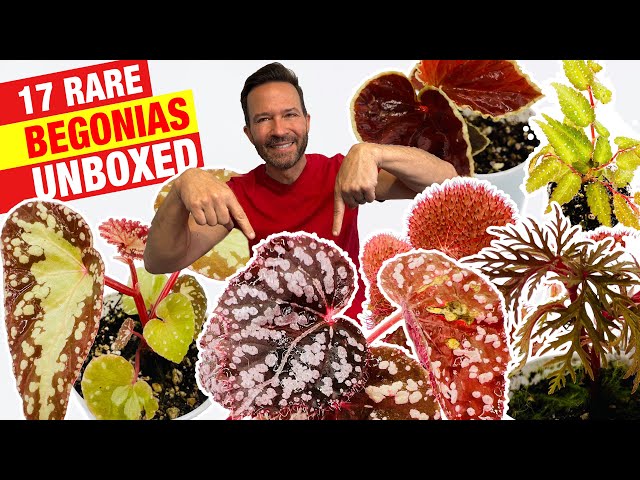 Unboxing 17 rare, unique and stunning Begonias for a greenhouse or