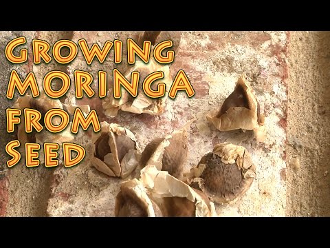 Growing Moringa From Seed A How To Video