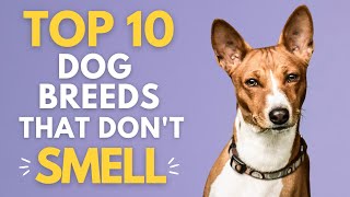 Top 10 Dog Breeds That Don't Smell: Stink-Free Dogs! 👃🏼💩 by Wellness for Pets 1,339 views 8 months ago 13 minutes, 12 seconds