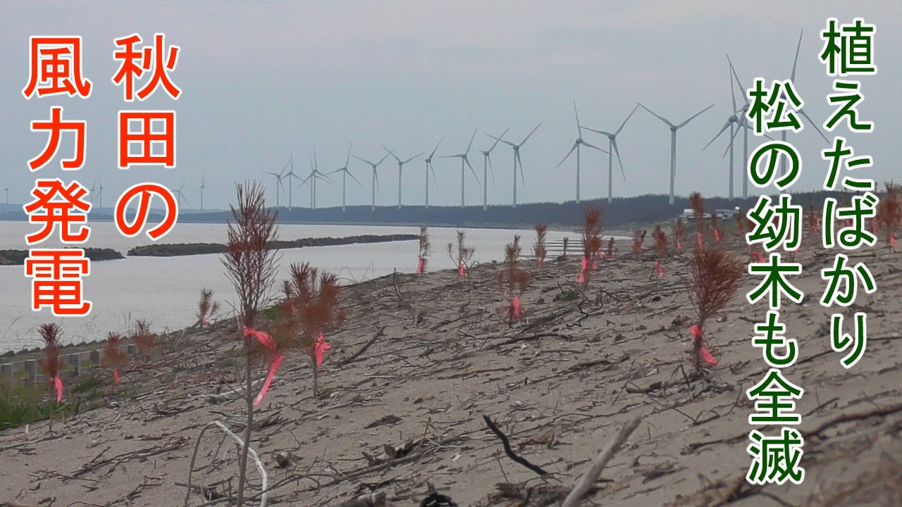 Outrageous Wind Power in Akita] Newly Planted Pine Saplings All