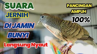 Download Lagu Perkutut Lokal GACOR Auto NYAUT mendengar perkutut Ini pancingan Juara terbaik AMPUH di jamin Bunyi MP3 Download Lagu Perkutut Lokal GACOR Auto NYAUT mendengar perkutut Ini pancingan Juara terbaik AMPUH di jamin Bunyi MP3