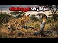مواجهة سرفال ضد ثعبان كوبرا الملك