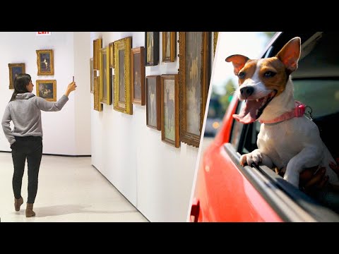 Video: Museum Of Dog Välkomnar Hundar Genom Sin Dörr