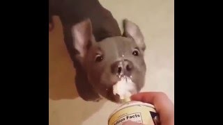 Pitbull Puppy Loves Whipped Cream