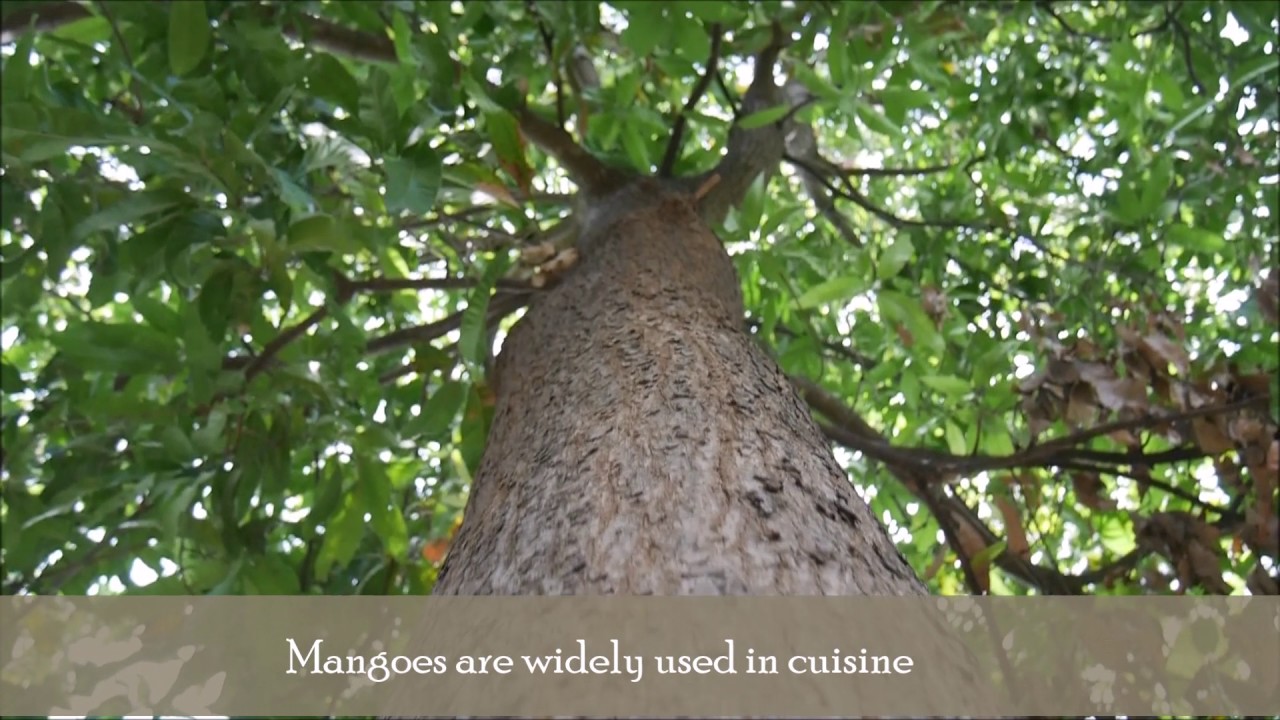 Rayappa Kasi Mangifera indica, Mango Tree, A Kattupadi, India - YouTube