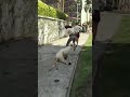 How to animal attack Survive (GTA V ) #shortsfeed #viralshort #trending #gta5 #animal #viralgta5