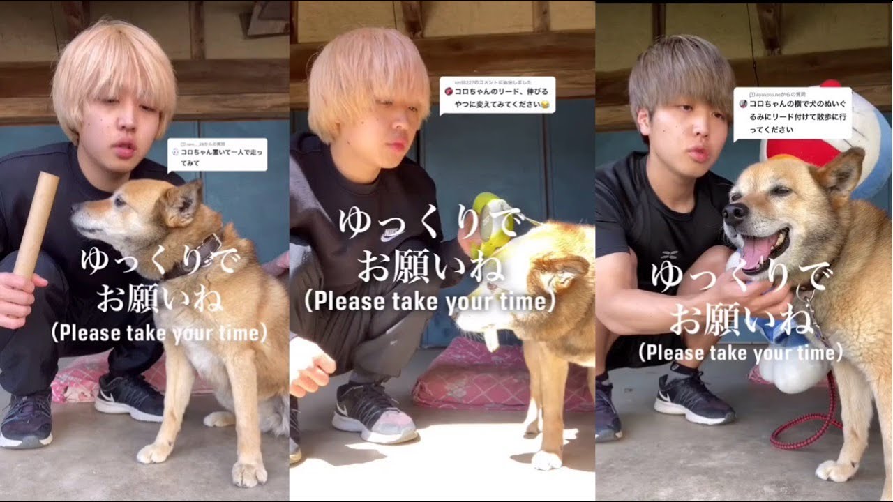 シニア犬とは思えない愛犬コロちゃんの爆速散歩をまとめてみた Youtube