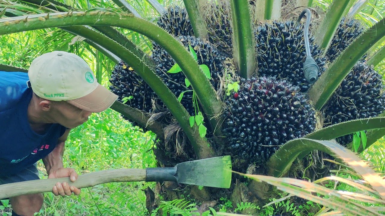 Урожай ППКС 540 в возрасте 4 года 9 месяцев