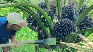 Panen PPKS 540 usia 4 tahun 9 bulan